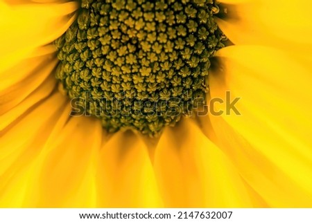 Similar – sunflower field