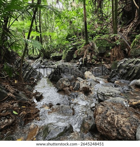 A lush view of stream running through El Yunque National Rainforest in Puerto Rico, surrounded by tropical vegetation and mossy rocks