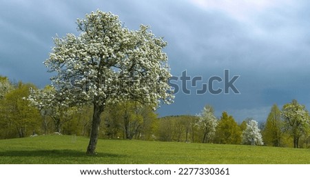 Lush white blossoming branches of old fruit tree under cloudy sky in spring. Magnificent contrast between delicate white flowers of blooming tree in awakening orchard and rolling dark rain clouds.