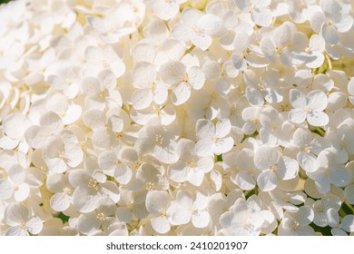 Lush white and yellow hydrangea flowers in summer. White and yellow flowers with blurred background. Hydrangea arborescens, commonly known as smooth hydrangea, wild hydrangea, sevenbark, sheep flower