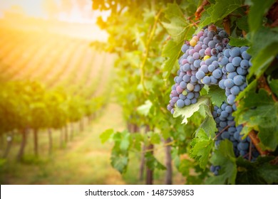 Lush Wine Grapes Clusters Hanging On The Vine. - Powered by Shutterstock