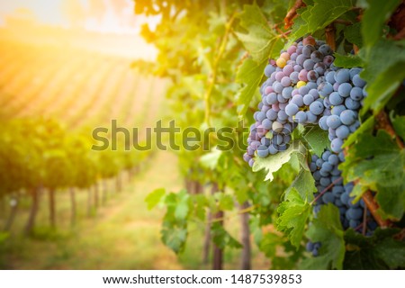 Lush Wine Grapes Clusters Hanging On The Vine.