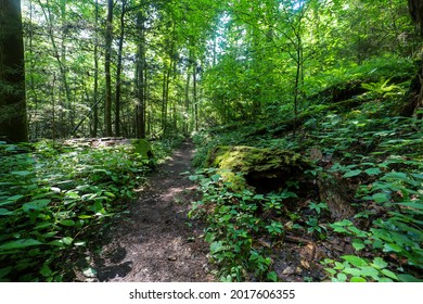 Lush Woodland In The Daniel Boone National Forest