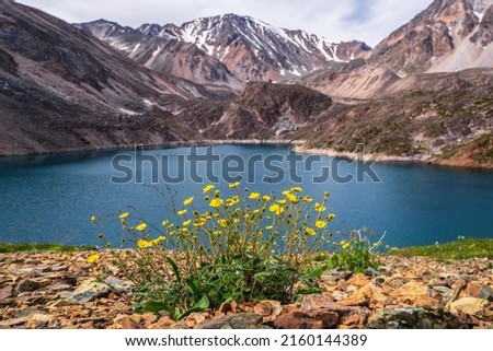 Lush yellow alpine flowers bushes on the background of blue lake and snow high mountains. Yellow flowers Ranunculus glacialis commonly known as glacier buttercup or glacier crowfoot. 