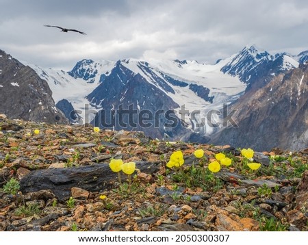 Lush yellow poppy flowers bushes on the background of big glacier  and snow high mountains. 