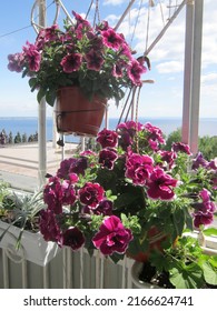 Lushly blooming pink petunias of different varieties in hanging pots, seedlings of gazania and pelargonium grandiflorum in hanging boxes decorate the balcony against large blue river and cloudy sky.