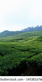 Lushly Green Tea Plantation In Lembang, West Java.