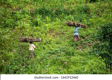 Lushoto, Tanzania - january 2020: A women carrying firewood logs on their heads gping through the mountain jungle in Usambara Mountains - Powered by Shutterstock