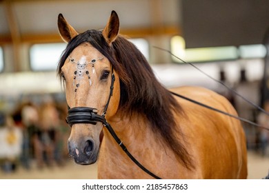 Lusitano Gelding Working With Long Lead Ropes 