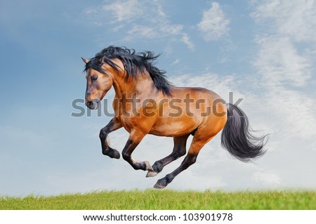 lusitano horse runs free in the field