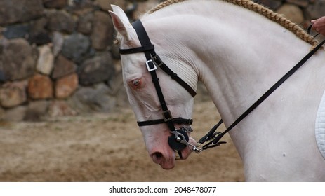 Lusitano Horse  Working With Bridle