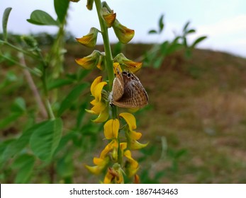 Luthrodes Pandava Butterfly Animal Beautiful