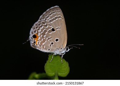 Luthrodes Pandava Butterfly Are Rest On A Leaves