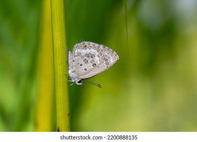 A Luthrodes Pandava Butterfly Rests On A Tree Branch. A Colorful Green Background