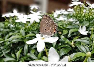 Luthrodes pandava, or Plains Cupid butterfly perch on the white flower. They are among the few butterflies that breed on cycads, known for their leaves being toxic to most vertebrates. - Powered by Shutterstock