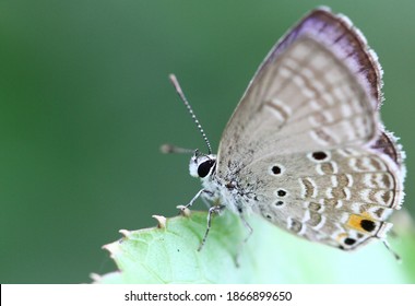 Luthrodes Pandava, The Plains Cupid Or Cycad Blue,