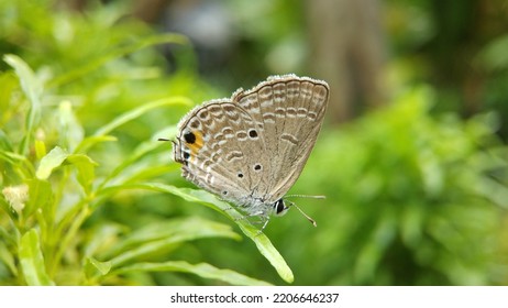 Luthrodes Pandava Standing On Leaf Green