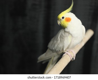 lutino cockatiel bird stand on a stick and a car of flowers