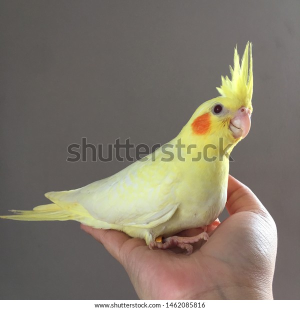 yellow cockatiel parrot