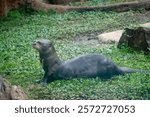 Lutrines (Lutrinae), commonly known as otters, are a subfamily of carnivorous placental mammals of the family Mustelidae. Currently there are thirteen species of otters divided into seven genera