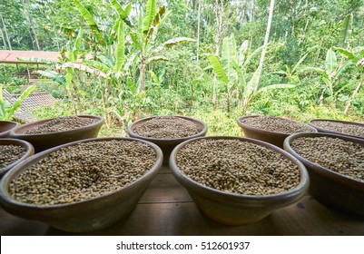 Luwak (Civet), Bali Indonesia : Luwak Coffee Is The Most Expensive Coffee In The World