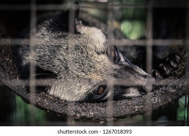 Luwak (civet Cat) Resting At The Cage Closeup : Luwak Coffee Is The World Most Expensive Coffee