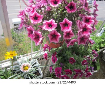 Luxurious balcony garden with pink petunias of different varieties in hanging pots, yellow and pink-white gazania and pelargonium seedlings in hanging boxes.                               