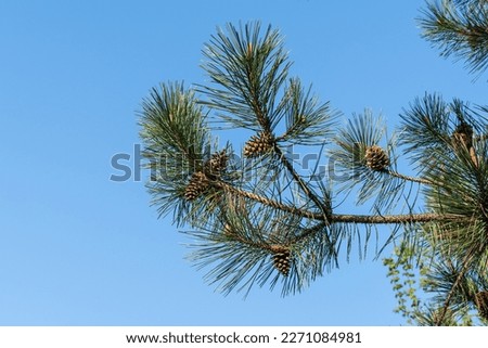 Luxurious black pine with long needles and last year's brown cones on branch of  Austrian pine (Pinus 'Nigra') against blue sky. Blurred background. Selective focus. Nature concept for desig