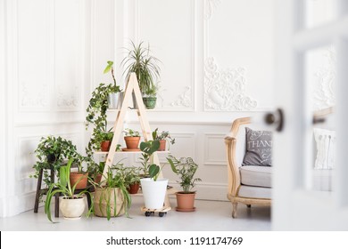 Luxurious bright living room with a sofa, stucco molding on the walls and a greenhouse with indoor plants