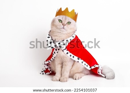 A luxurious calm white cat in a golden crown and red mantle, sitting on a white background