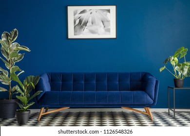 Luxurious Dark Blue Plush Couch Surrounded By Green Plants Standing On A Chessboard Floor In A Living Room Interior. Framed Poster Hanging On A Dark Wall. Real Photo.