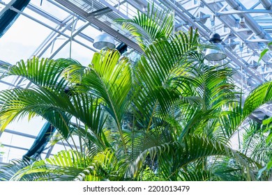 Luxurious Green Palm Leaves Under The Glass Roof Of The Winter Garden.