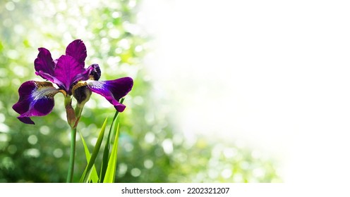 Luxurious Iris Closeup Isolated On A Blurry Garden Background