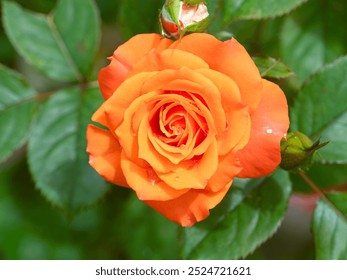 Luxurious orange rose on blurred background with foliage - Powered by Shutterstock