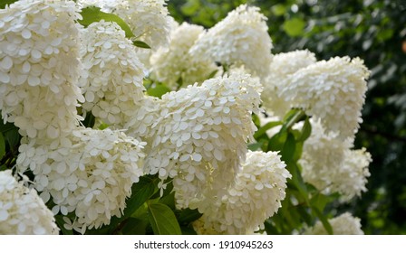Luxurious white and cream-colored hydrangea paniculata Limelight in the garden close-up.