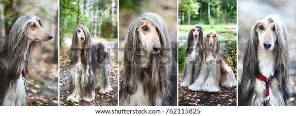 Luxury Afghan Hounds Dogs Collage Set Stock Photo Edit Now