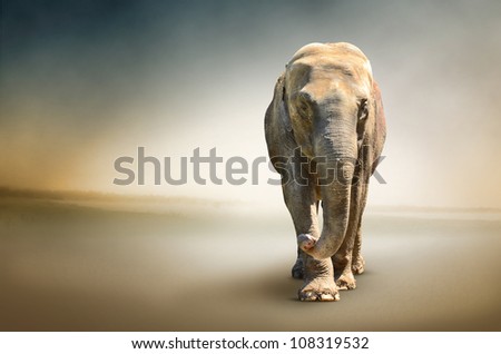 Luxury photo of elephant, the largest terrestrial animal