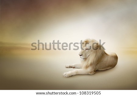 Luxury photo of white lion, the king of animals
