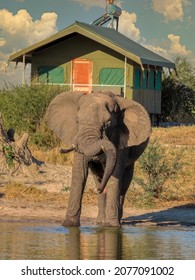 Luxury Tents In An African Safari Camp, Elephant Standing In Front Drinking Water