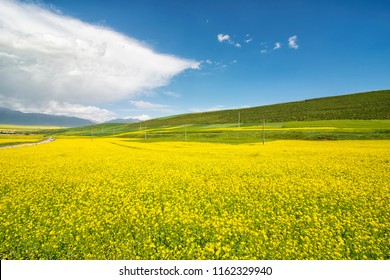 Luyuan rapeseed field in Haibei Tibetan Autonomous Prefecture, Qinghai Province