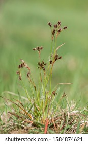 Luzula Campestris Flowers In The Morning Dew. Luzula Campestris, Commonly Known As Field Wood-rush, Good Friday Grass Or Sweep's Brush Is A Flowering Plant In The Rush Family Juncaceae.