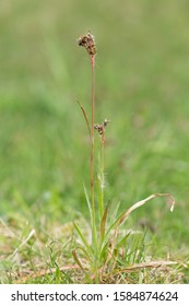 Luzula Campestris Flowers In The Morning Dew. Luzula Campestris, Commonly Known As Field Wood-rush, Good Friday Grass Or Sweep's Brush Is A Flowering Plant In The Rush Family Juncaceae.