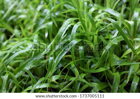 Luzula sylvatica (Marginata) - (Huds.) Gaud., outdoor plants 2020