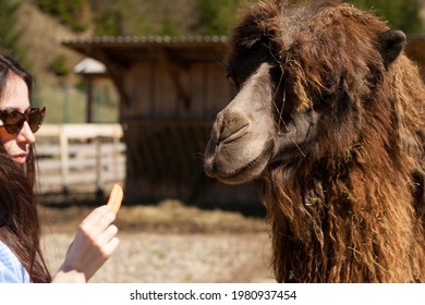 Lviv Region, Ukraine - 05.10.2021: Girl Feeds Brown Camel Carrots In Petting Zoo