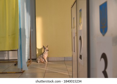 Lviv, Ukraine, 19 July 2019. Ukraine Local Elections 2020. A Dog Is Seen At Empty Polling Boxes At Polling Station. 