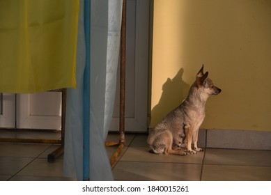 Lviv, Ukraine, 19 July 2019. Ukraine Local Elections 2020. A Dog Is Seen At Empty Polling Boxes At Polling Station. 