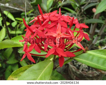 lxora coccinea also known as jungle geranium or flame of woods or jungle flame or pendkuli is a specie of flowering plant