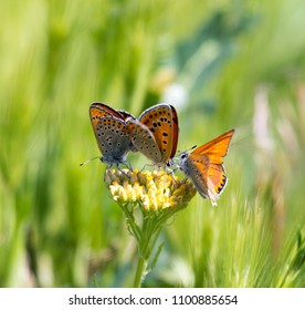 Mating Butterflies Images Stock Photos Vectors Shutterstock Images, Photos, Reviews