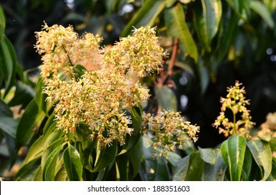 Lychee Flower In Lychee Orchard