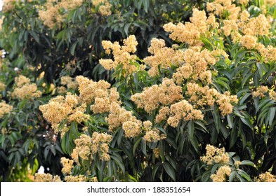 Lychee Flower In Lychee Orchard